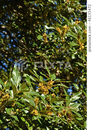 Tree: Diamondback moth family 48133472