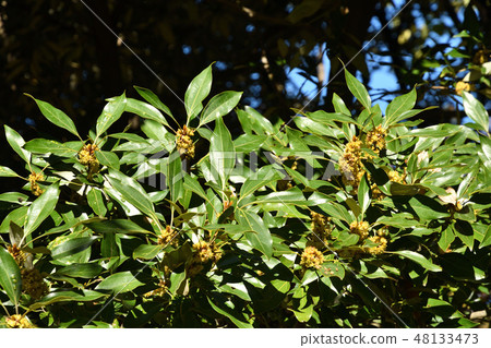 Tree: Diamondback moth family 48133473