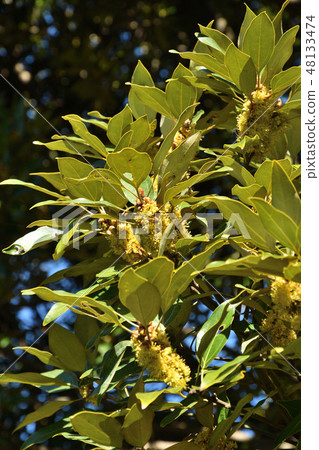 Tree: Diamondback moth family 48133474