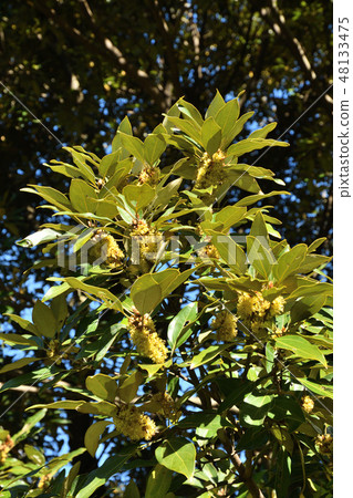 樹：響尾蛇蛾科 48133475