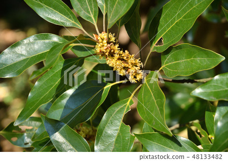 樹：響尾蛇蛾科 48133482