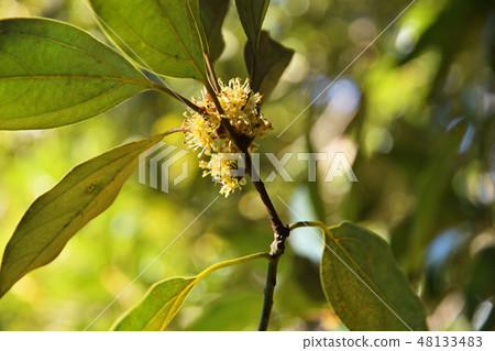 Tree: Diamondback moth family 48133483
