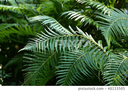 Ferns Plant: Taka Rabi Takarazu Ferns Plant: Taka Rabi Takarazu 48133505