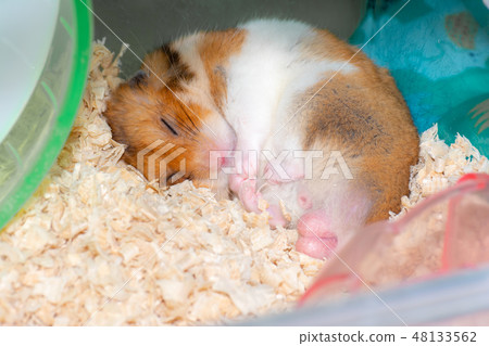 睡覺的金色倉鼠 睡覺的金色倉鼠 48133562