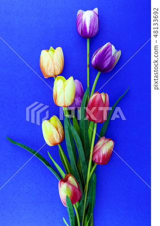 Spring flowers of Tulips flowers 48133692