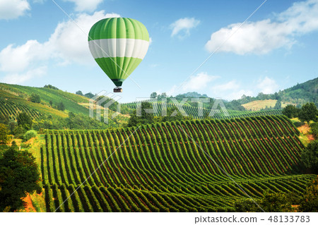 Amazing rural landscape with green vineyard 48133783