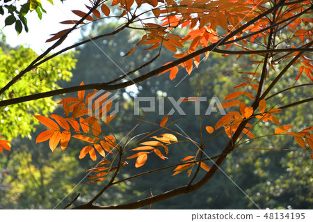 Tree: Herzegiaceae 48134195