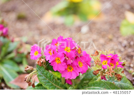 可愛的報春花 48135057