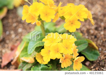 Cute Primula Flower Cute Primula Flower 48135061