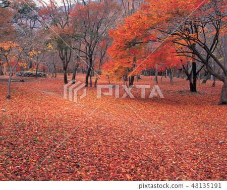 Jae-in公司,Jeongeup-si,Jeonbuk Jae-in公司,Jeongeup-si,Jeonbuk 48135191