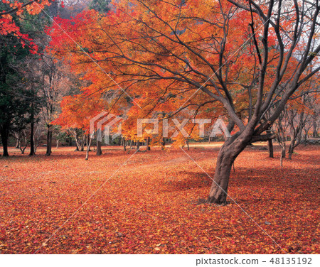 Jae-in公司,Jeongeup-si,Jeonbuk Jae-in公司,Jeongeup-si,Jeonbuk 48135192