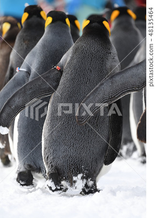 Penguin Marching 48135464