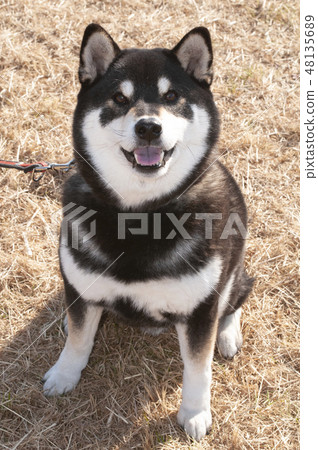 微笑Shiba Inu 48135689