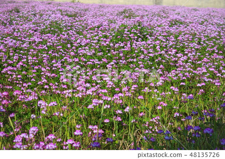 Flower field _ Rare plant 48135726