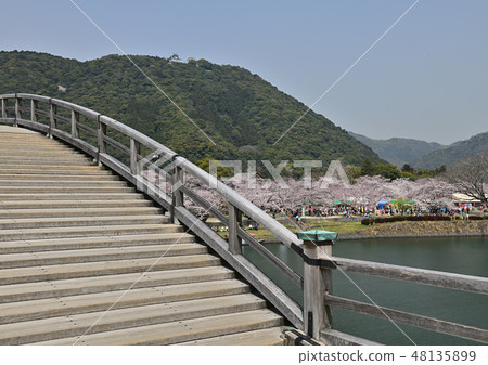 Kintai橋樑和櫻花樹 Kintai橋樑和櫻花樹 48135899