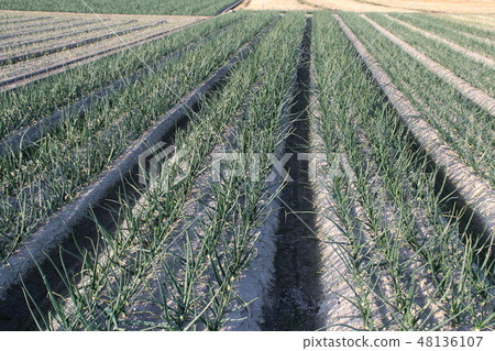 Onion field of Awajishima 48136107
