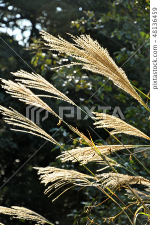 植物：芒草 48136459