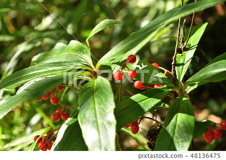 樹木：Calyptiaceae Primulae 48136475
