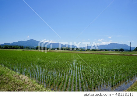Rural landscape in rural paddy field Rice planting 48138115