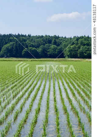 在農村稻田種植的農村風景 48138117