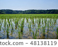 Rural landscape in rural paddy field Rice planting 48138119