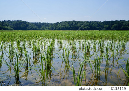 在農村稻田種植的農村風景 在農村稻田種植的農村風景 48138119