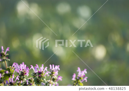 Spring flowers, young leaves sparkling in Yangchun and Buddha noodles and pink flower landscape Spring flowers, young leaves sparkling in Yangchun and Buddha noodles and pink flower landscape 48138825