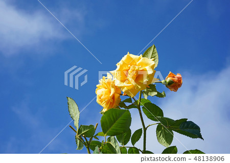 Orangey yellow is a beautiful rose 48138906