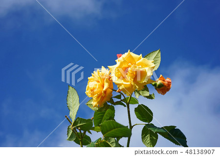 橘黃色是一朵美麗的玫瑰 橘黃色是一朵美麗的玫瑰 48138907