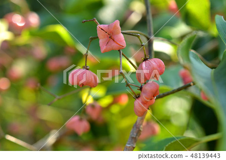 樹:Mayuko家庭 樹:Mayuko家庭 48139443