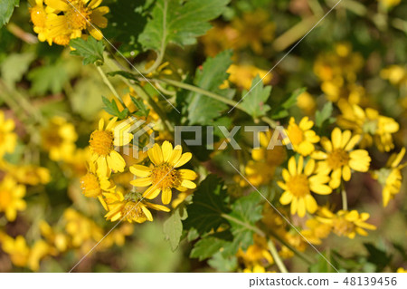 Plant: Awagonaceae Asteraceae 48139456