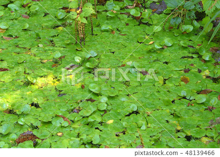 植物：Asaza mitigatus 48139466