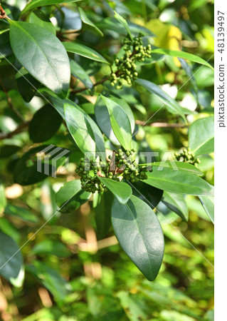 Tree: Mokureishi nisiki Tree: Mokureishi nisiki 48139497
