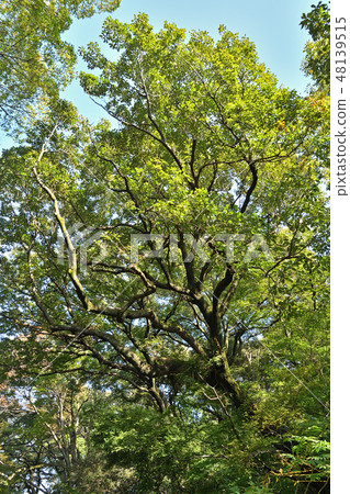 Tree: Coniferous Fagaceae 48139515