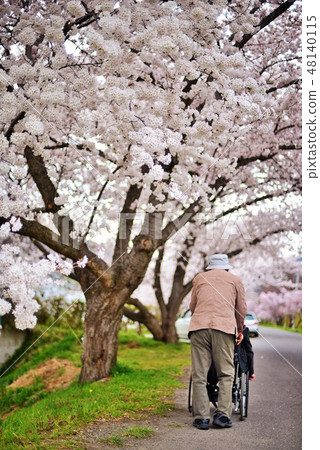 Outing with a wheelchair (happy hours of cherry blossom trees) Outing with a wheelchair (happy hours of cherry blossom trees) 48140115