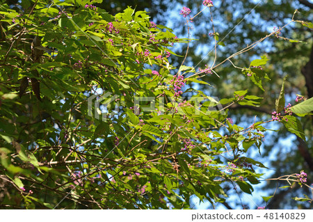 Tree: Murasakusibi Labiatae 48140829