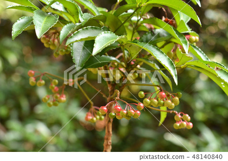 Tree: Manjou Primrose Tree: Manjou Primrose 48140840