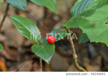 樹:Yabukoju報春花 樹:Yabukoju報春花 48140841