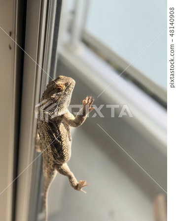 蜥蜴攀爬紗門 48140908