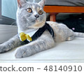 Cats wearing clothes 48140910