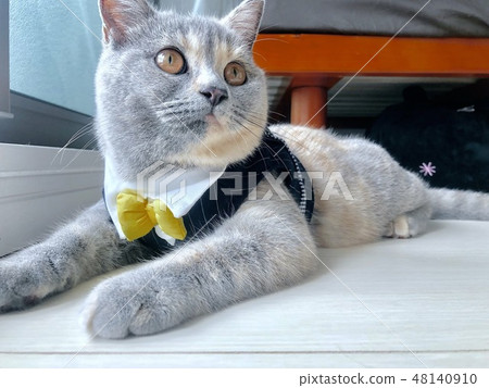Cats wearing clothes 48140910