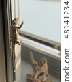 Lizards climbing screen doors 48141234