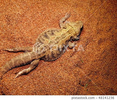 Lying lizards 48141236