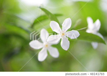 White inda flower  48141783