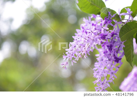 Purple Petrea racemosa flower Purple Petrea racemosa flower 48141796