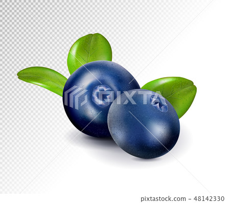 Blueberries isolated on white background. Quality realistic vector, 3d illustration 48142330