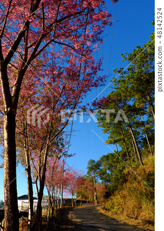 spring cherry blossom tree Da Lat country, Vietnam 48142524