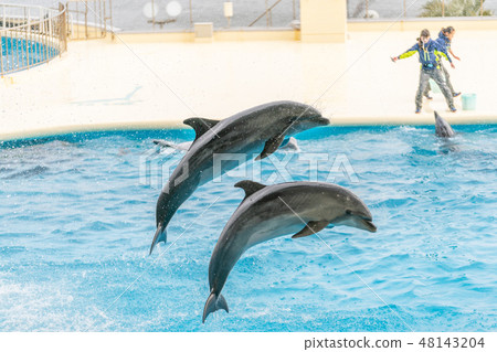 海豚表演 海豚表演 48143204