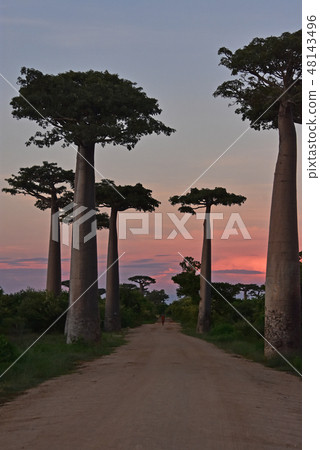 Baobab Highway in Madagascar Baobab Highway in Madagascar 48143496