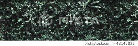 Dark green leaves wall background Dark green leaves wall background 48143832